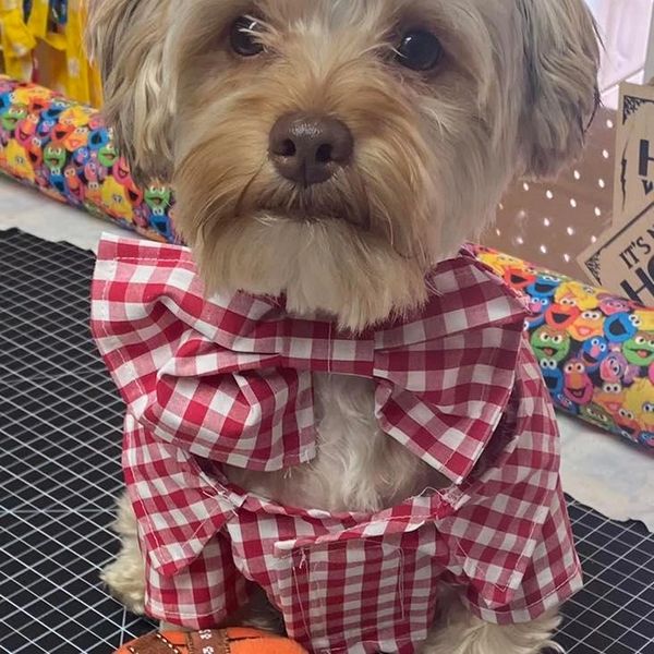 The Posh Pet Boutique Dog Clothes, Dog Boutique